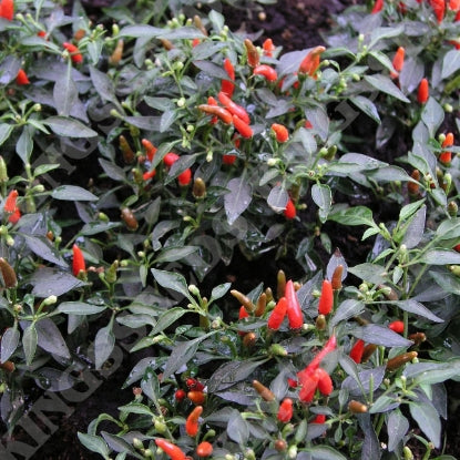 PEPPER CHILLI DEMON RED