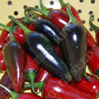 PEPPER CHILLI HUNGARIAN BLACK