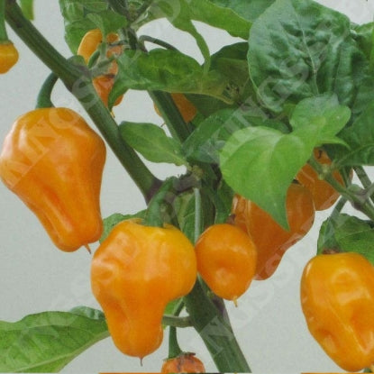 PEPPER CHILLI TRINIDAD PERFUME