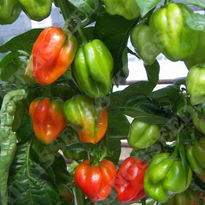 PEPPER CHILLI SCOTCH BONNET RED