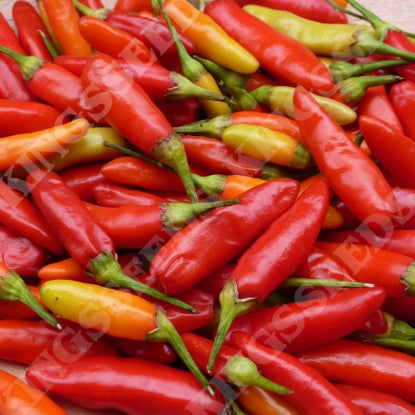 PEPPER CHILLI TABASCO