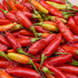 PEPPER CHILLI TABASCO