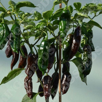 PEPPER CHILLI MACHU PICHU