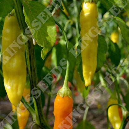 PEPPER CHILLI HAVANA GOLD