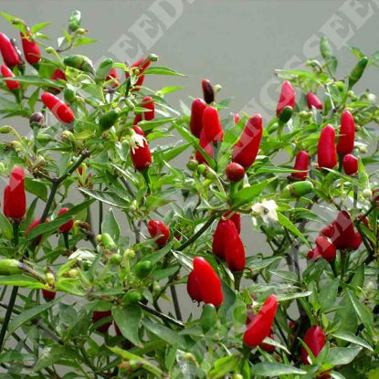 PEPPER CHILLI HOT THAI