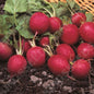 RADISH CHERRY BELLE RHS AGM