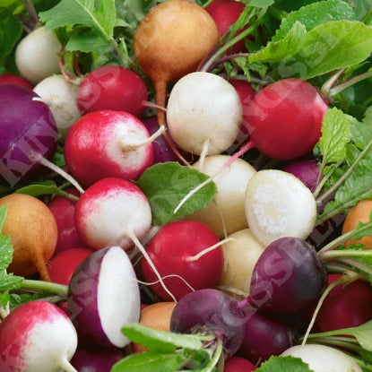 RADISH MIXED