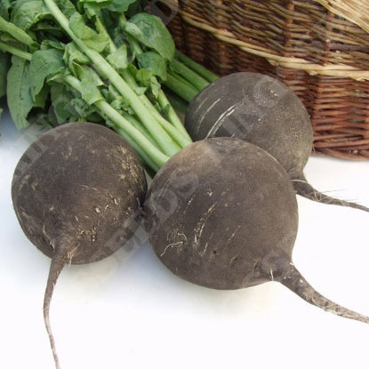 RADISH BLACK SPANISH ROUND