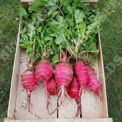 RADISH CHINA ROSE