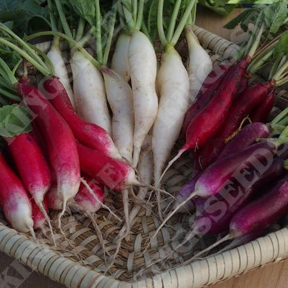 RADISH MULTICOLOURED BREAKFAST MIXED