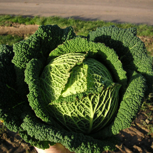 CABBAGE SAVOY RESOLUTION F1