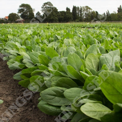 SPINACH COLUSA F1