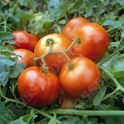 TOMATO AILSA CRAIG