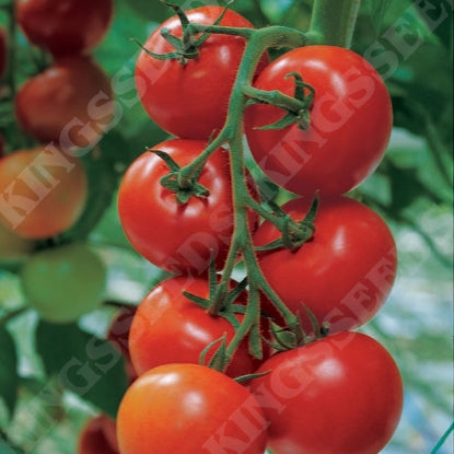 TOMATO SHIRLEY F1