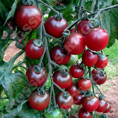 TOMATO ROSELLA