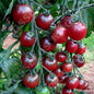 TOMATO ROSELLA