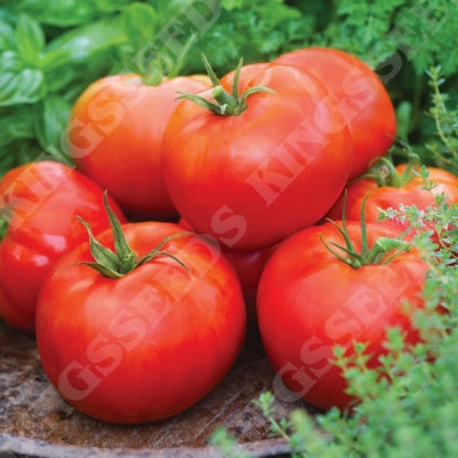 TOMATO BIG DADDY