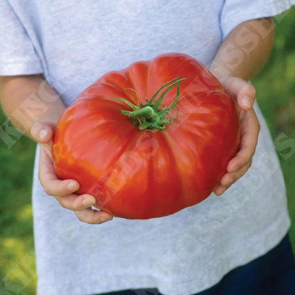 TOMATO GIGANTOMO F1