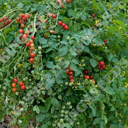 TOMATO MICRO CHERRY