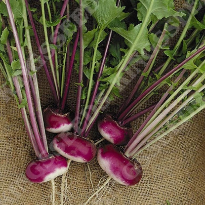 TURNIP MILAN PURPLE TOP