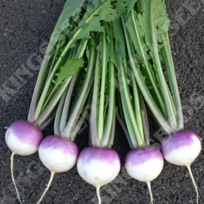 TURNIP SWEETBELL F1