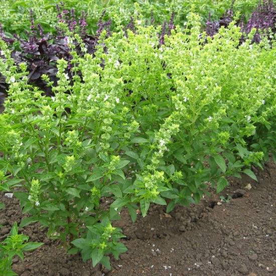 HERB BASIL BUSH