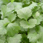 HERB CORIANDER LEISURE LEAFY