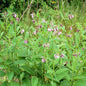 HERB COMFREY