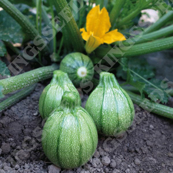 COURGETTE BOLDENICE F1