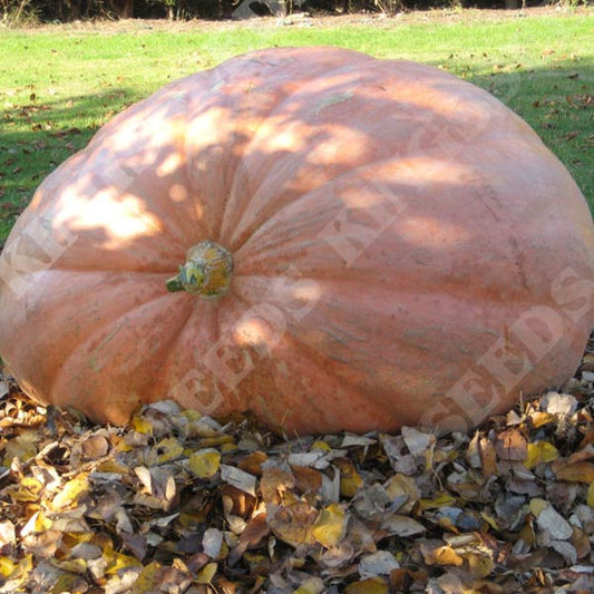 PUMPKIN DILLS ATLANTIC GIANT