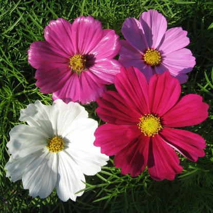 COSMOS SENSATION MIXED