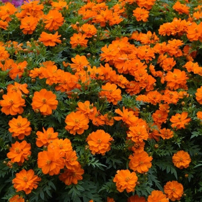 COSMOS MANDARIN