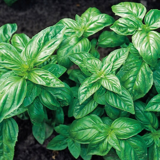 HERB BASIL CLASSIC ITALIAN