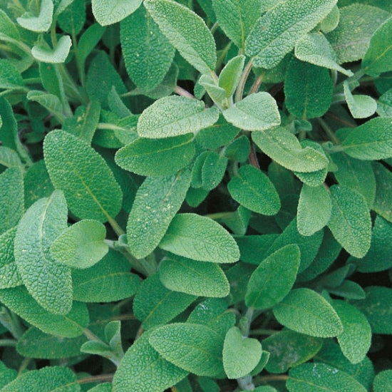 HERB SAGE