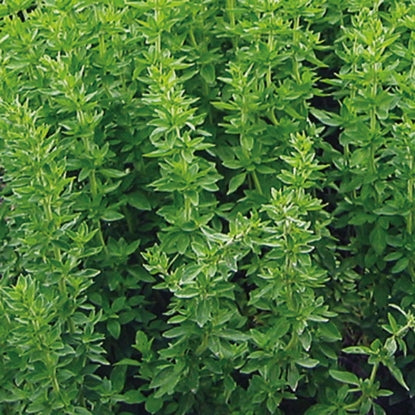 HERB OREGANO GREEK