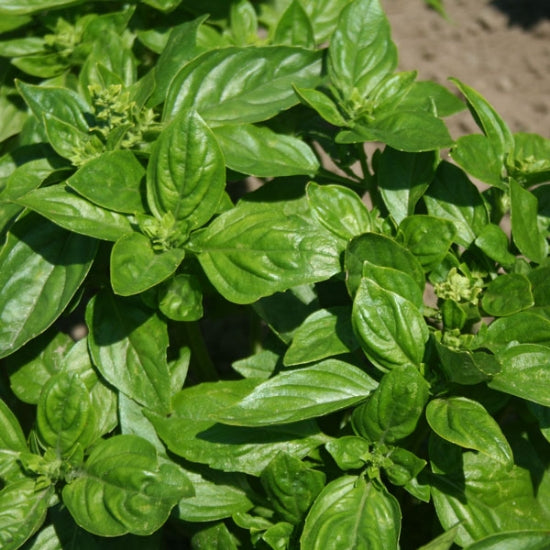 HERB BASIL BRITISH