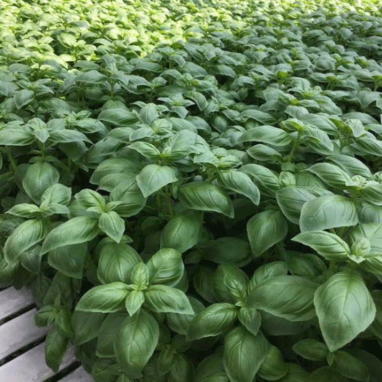 HERB BASIL BOSHAM