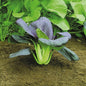 PAK CHOI RED CHOI F1 RHS AGM