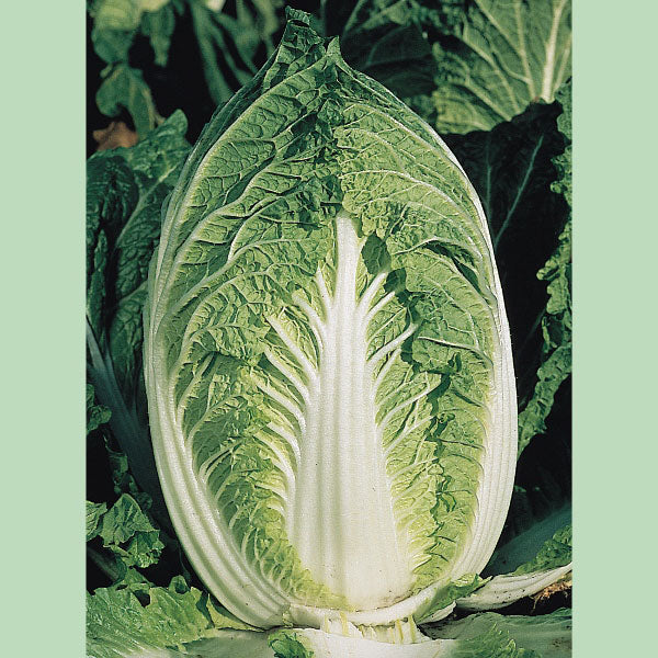 CABBAGE CHINESE YUKI F1