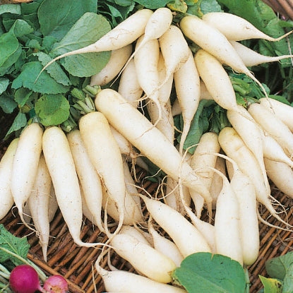 RADISH WHITE ICICLE