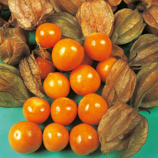 CAPE GOOSEBERRY