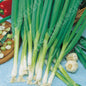 ONION SPRING  ISHIKURA  RHS AGM