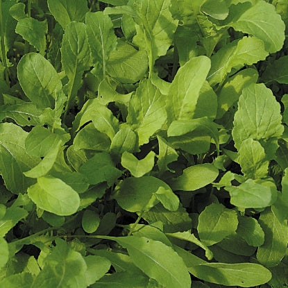 SALAD LEAF ROCKET