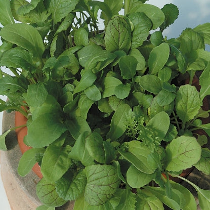 SALAD LEAF MIXED SPICY LEAF