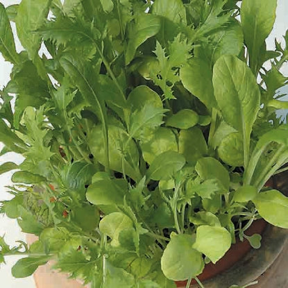 SALAD LEAF MIXED ORIENTAL LEAVES