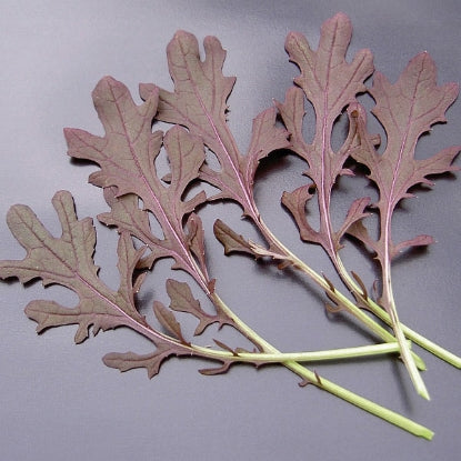 SALAD LEAF MUSTARD RED FRILLS