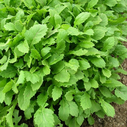 SALAD LEAF ROCKET WASABI