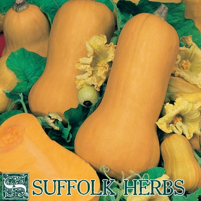 SQUASH WINTER BUTTERNUT WALTHAM BUTTERNUT