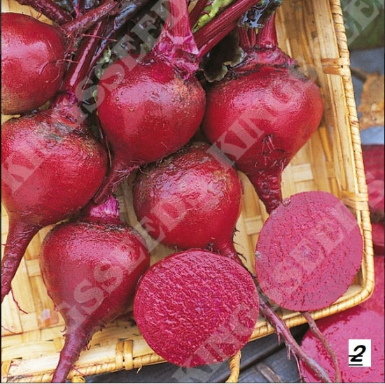 BEETROOT CRIMSON KING