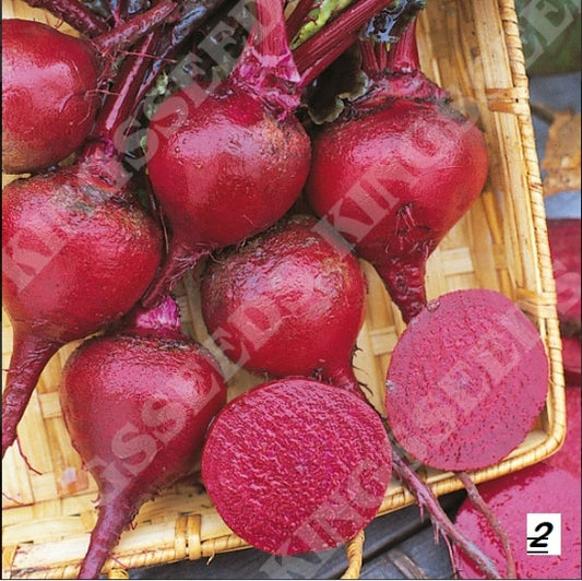 BEETROOT CRIMSON KING